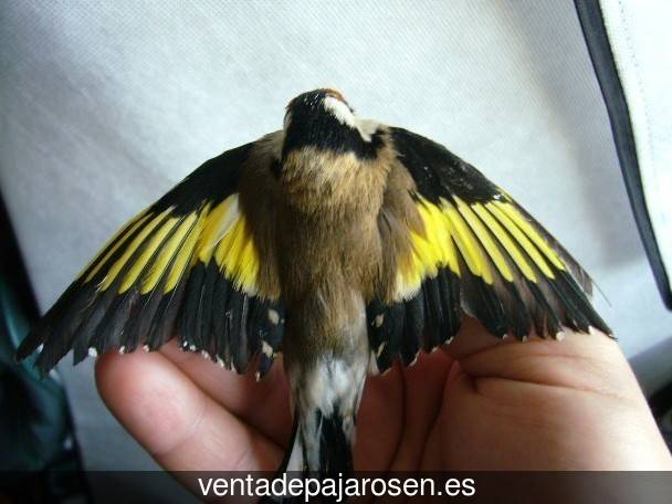 Cria de pajaros en casa Calzada de los Molinos?